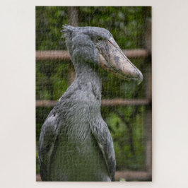 Schuppen (Balaeniceps rex)