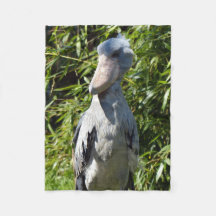 Schuppen (Balaeniceps rex)