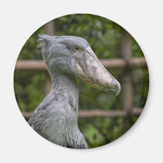 Schuppen (Balaeniceps rex) Magnet