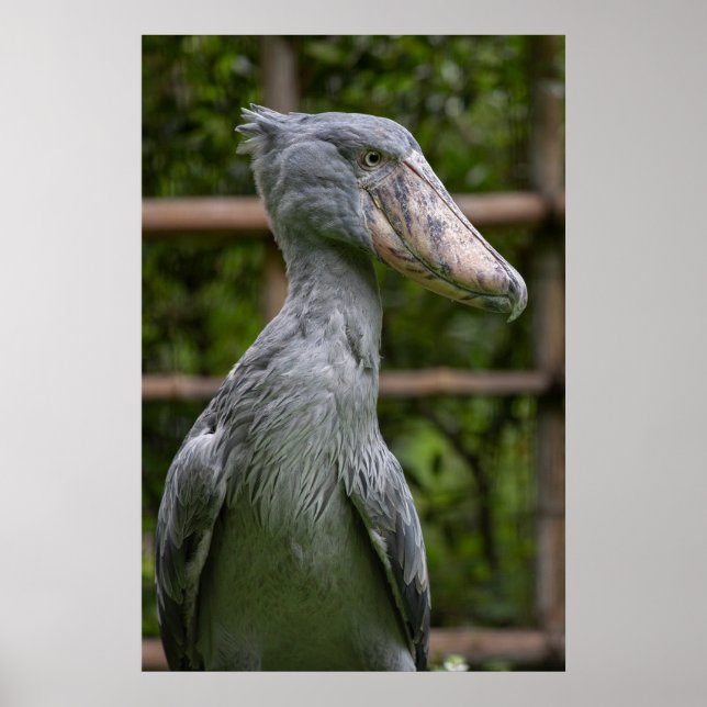 Schuppen (Balaeniceps rex) Poster (Vorne)
