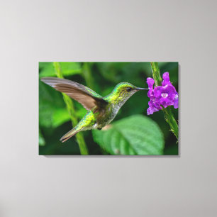 Schuppenbrustkolibri fliegt im Regenwald Leinwanddruck