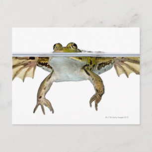 Schuss einer genießbaren Froschdecke vor einem Postkarte