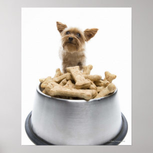Schüssel HundeLeckereien durch Yorkshire-Terrier Poster