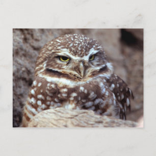 Schüssel Postkarte