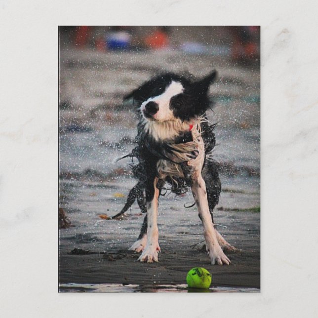 Schütteln Sie es ab! Postkarte (Vorderseite)