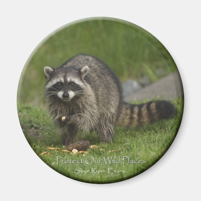 "SCHÜTZEN SIE UNSERE WILD ORTE" Raccoon-Magnete Magnet (Vorne)