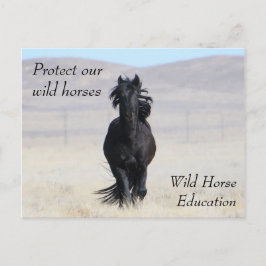Schützen Sie unsere Wildpferde Postkarte