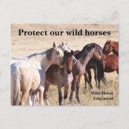 Schützen Sie unsere Wildpferde Postkarte