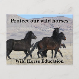 Schützen Sie unsere Wildpferde Postkarte