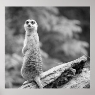 ‚Schutzmeerkat‘ Poster
