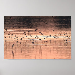 Schwalbe bei Sonnenuntergang Poster