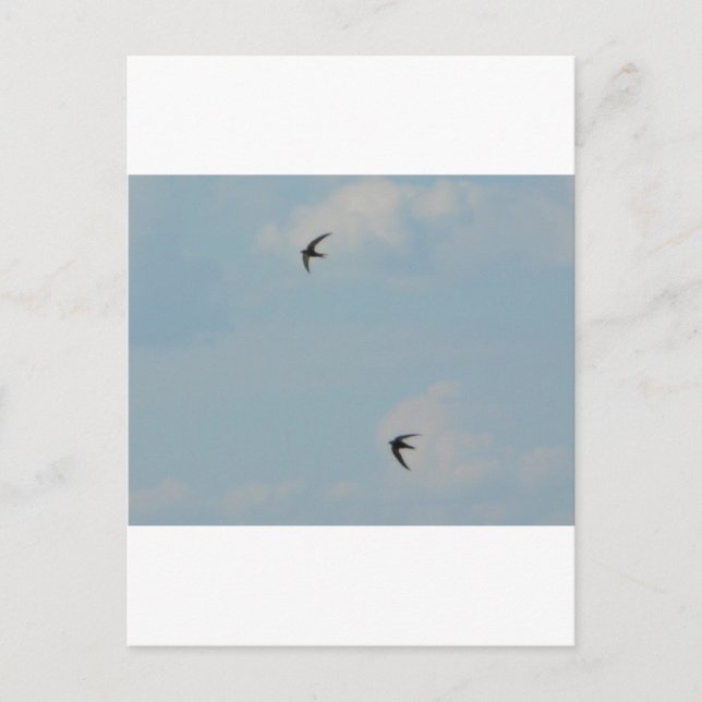 Schwalben Postkarte (Vorderseite)
