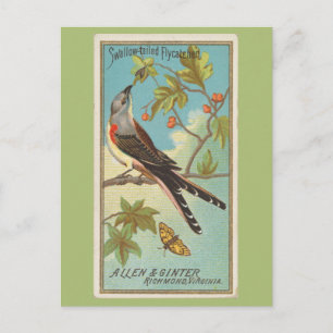 Schwalbenschwanz-Flycatcher Postkarte