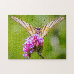 Schwalbenschwanz-Schmetterling.