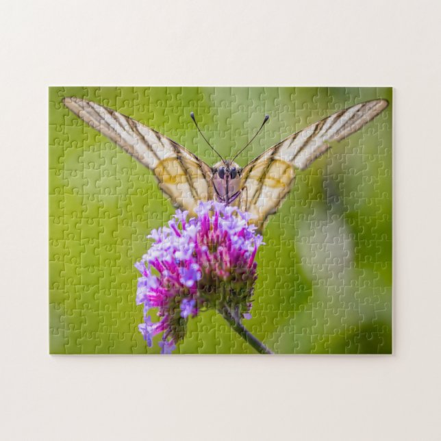 Schwalbenschwanz-Schmetterling. (Horizontal)