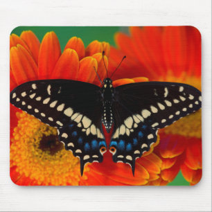 Schwalbenschwanz Schmetterling auf Gerbera Gänsebl Mousepad