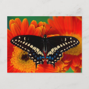 Schwalbenschwanz Schmetterling auf Gerbera Gänsebl Postkarte