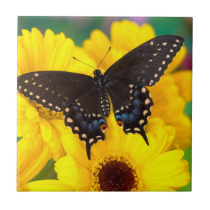 Schwalbenschwanz-Schmetterling Fliese