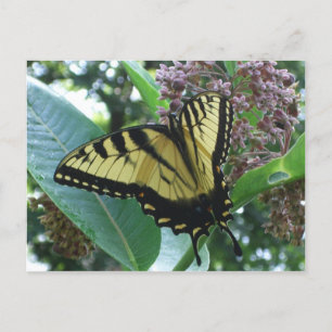 Schwalbenschwanz Schmetterling I auf Seidenpflanze Postkarte