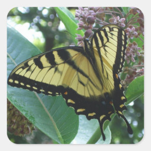 Schwalbenschwanz Schmetterling I auf Seidenpflanze Quadratischer Aufkleber