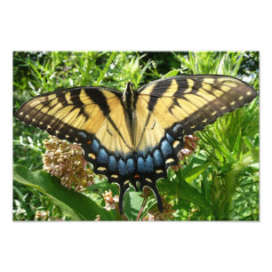 Schwalbenschwanz Schmetterling II in Shenandoah Fotodruck