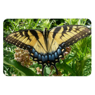 Schwalbenschwanz Schmetterling II in Shenandoah Magnet