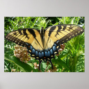 Schwalbenschwanz Schmetterling II in Shenandoah Poster
