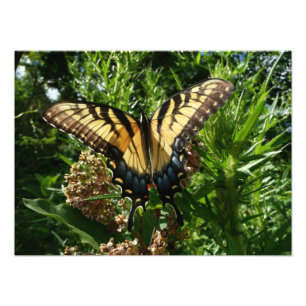 Schwalbenschwanz Schmetterling III Schönes Farbige Fotodruck