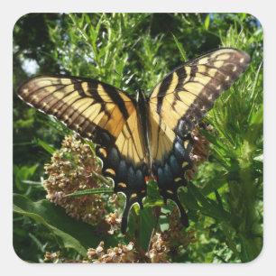 Schwalbenschwanz Schmetterling III Schönes Farbige Quadratischer Aufkleber