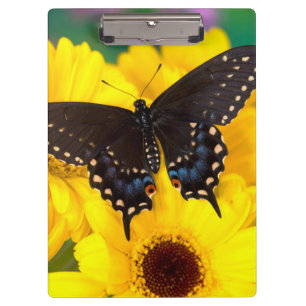 Schwalbenschwanz Schmetterling Klemmbrett
