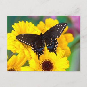 Schwalbenschwanz-Schmetterling Postkarte