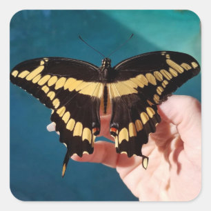 Schwalbenschwanz-Schmetterling Quadratischer Aufkleber
