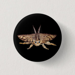 Schwammspinner, Lymantria dispar dispar Zoologisch Button