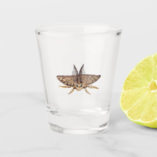Schwammspinner, Lymantria dispar dispar Zoologisch Schnapsglas