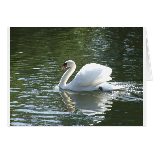 Schwan (Vorderseite (Horizontal))