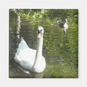 Schwan am Teich Magnet