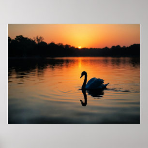Schwan auf einem See, malerisches Foto, Poster