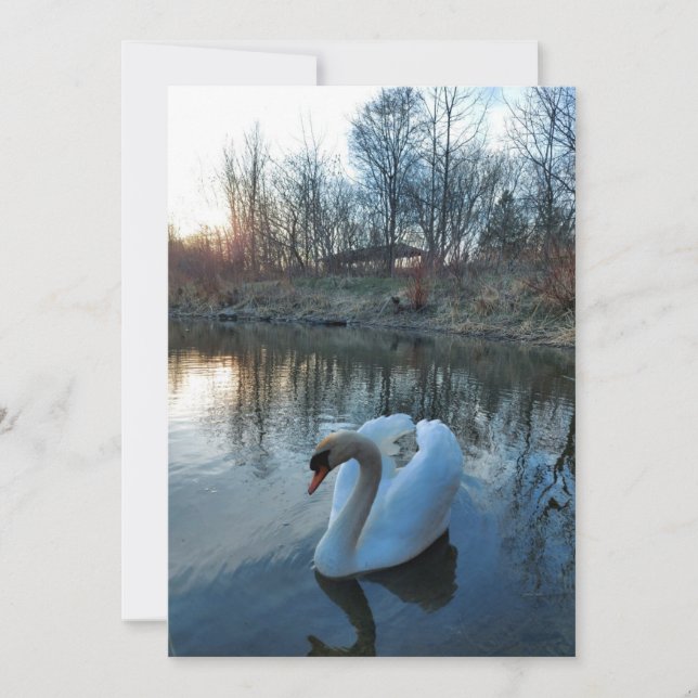 Schwan bei Sonnenuntergang auf dem See (Vorderseite)