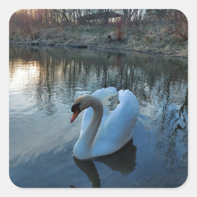 Schwan bei Sonnenuntergang auf dem See Quadratischer Aufkleber (Vorderseite)