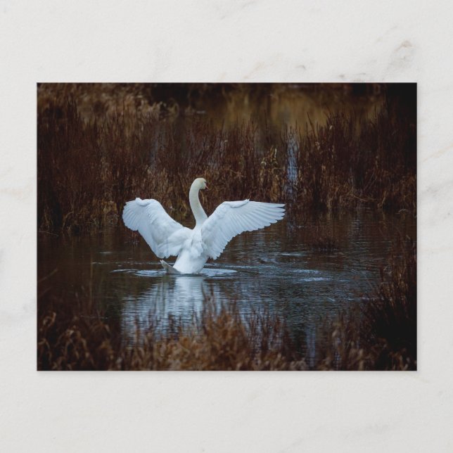 Schwan beim morgendlichen Bad  Postkarte (Vorderseite)