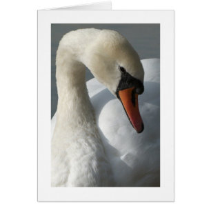 Schwan (breite Grenze)