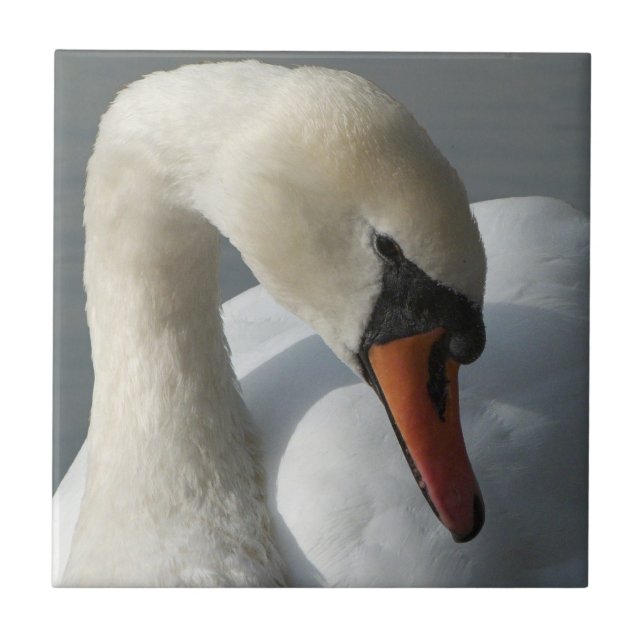 Schwan Fliese (Vorderseite)