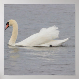 Schwan Foto Poster
