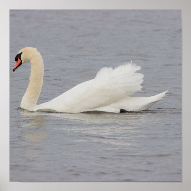 Schwan Foto Poster (Vorne)