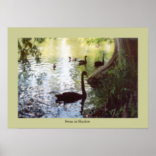 Schwan im Schatten Poster
