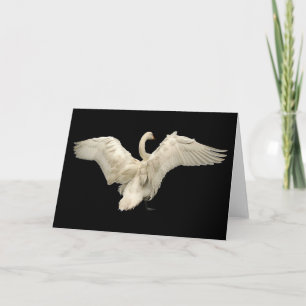 Schwan Karte
