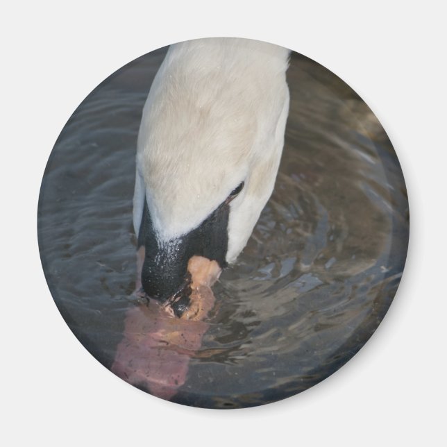 Schwan Magnet (Vorne)