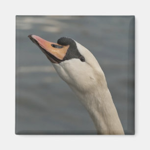 Schwan Magnet