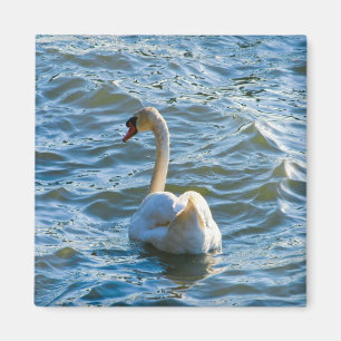 Schwan Magnet