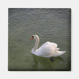 Schwan-Magnet Magnet